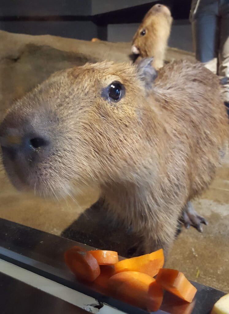 デート向きはどれ アクアパーク品川 サンシャイン水族館 すみだ水族館 ビタミンシェリー